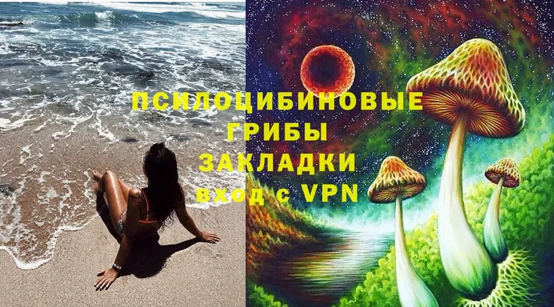 дарнет шоп  Лабинск  Псилоцибиновые грибы Psilocybe 